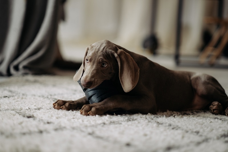 Why Do Weimaraners Nook? Breed Behavior Explained & FAQs