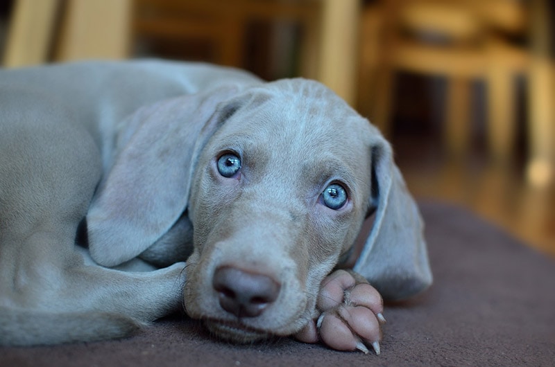 weimaraner puppy with stripes