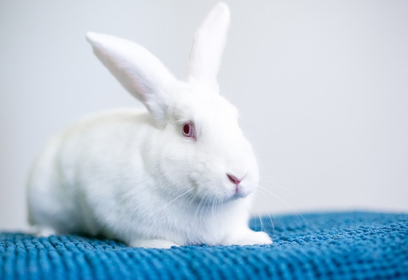 Do Rabbits Blink? Vet-Approved Facts
