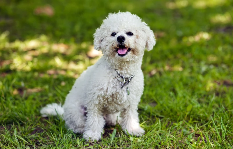 How Much Exercise Does a Bichon Frise Need? Vet Reviewed Facts & Safety Tips