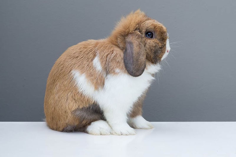 Are Rabbits Rodents? What Does Science Say