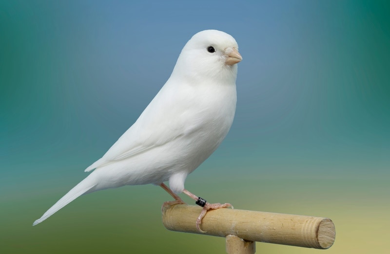 5 Reasons Why You Should Not Pet a Bird’s Wings - Vet Reviewed Facts