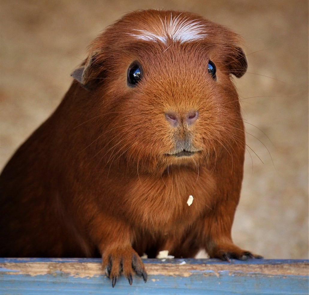 What Do Guinea Pigs Eat as Pets? Vet-Approved Feeding Guide
