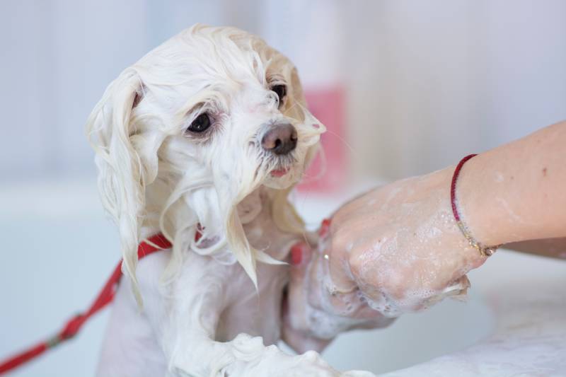 How Often to Bathe a Maltese? Vet-Approved Tips & Advice