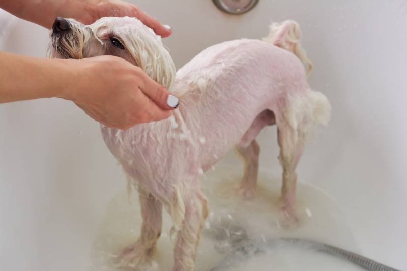 9 Best Dog Shampoos for Dandruff - 2026 Reviews & Top Picks