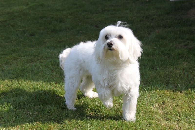 white maltese in the grass
