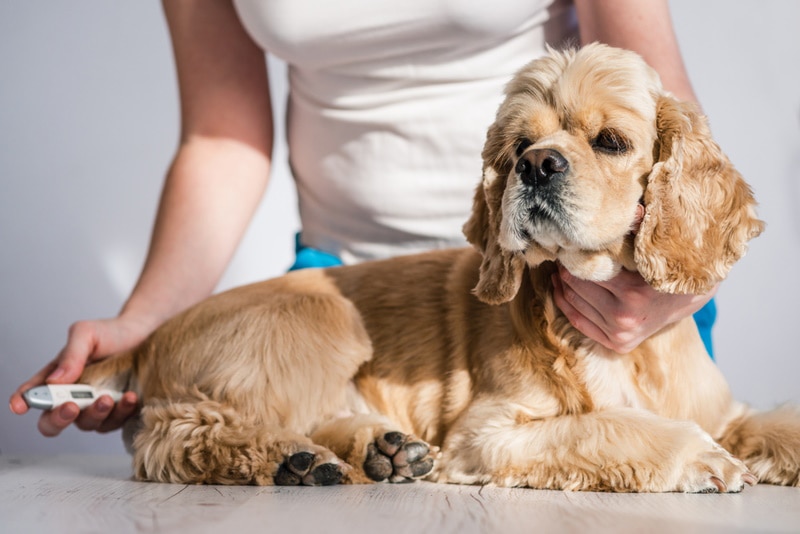 What Are Normal Dog Vital Signs & How to Measure Them (Vet-Approved)