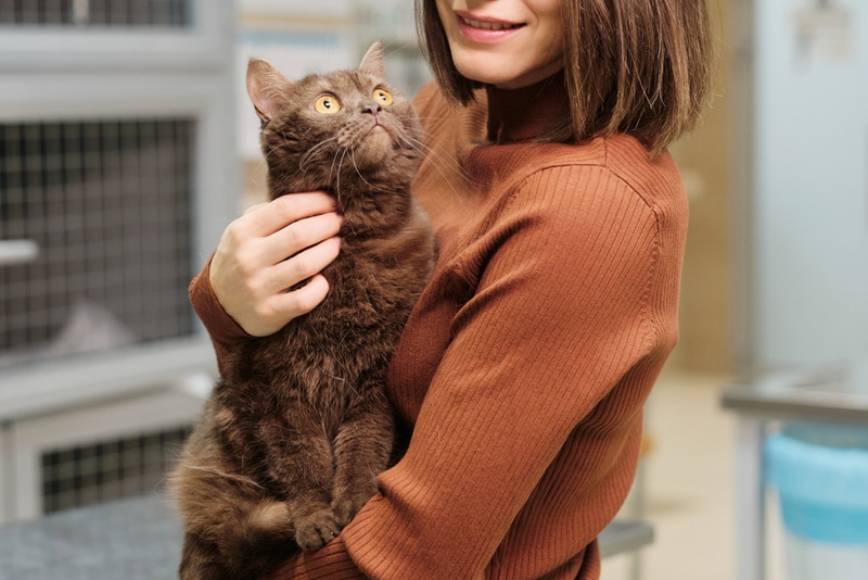 How to Pick Up a Cat: Vet Approved Step-by-Step Guide, Handling Tips & FAQs
