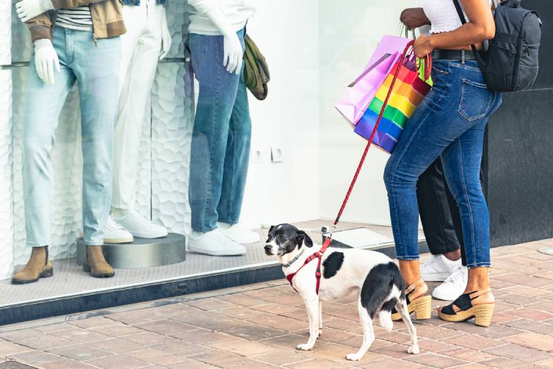Are Dogs Allowed in Malls? Important Considerations (2026 Update)