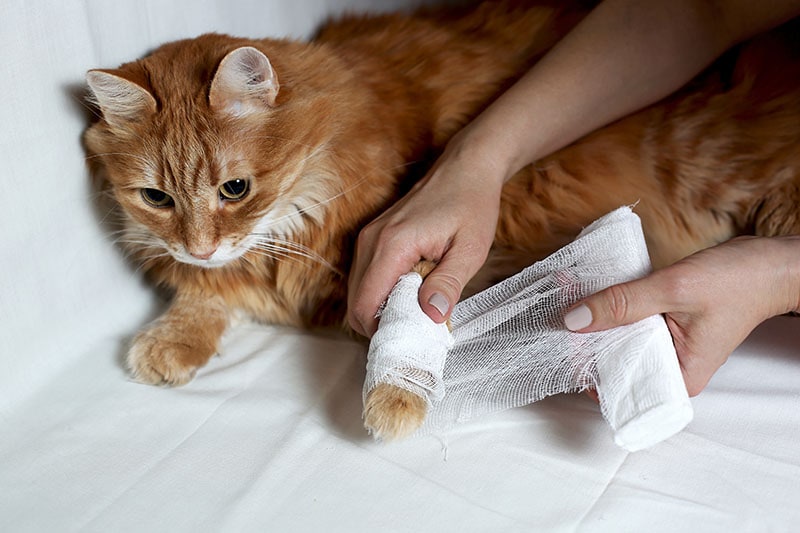 women's hands are bandaged with a bandage to a red fluffy domestic cat's paw