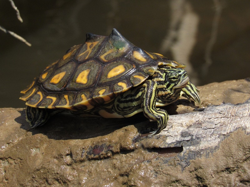 How Long Can Turtles Stay Out of Water? Vet-Reviewed Facts