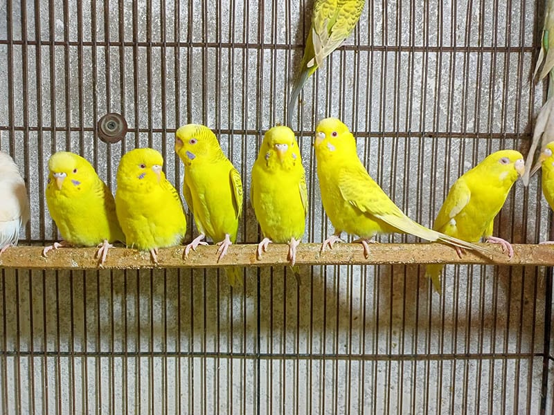 5 Yellow Pet Bird Species That You Can Bring Home Today (With Info & Pictures)