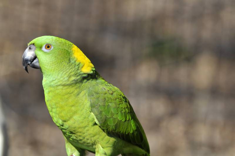 Why Do Parrots Bob Their Heads? 9 Reasons & FAQ