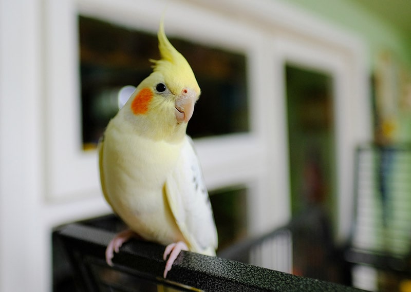 Cockatiel Poop Chart: Vet-Reviewed Signs to Look For (With Infographic)