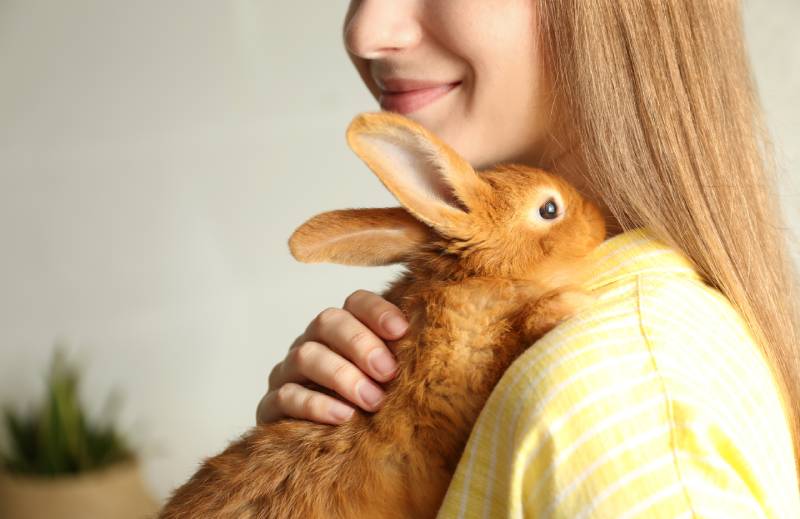 When Were Rabbits Domesticated? Origins, Historical Facts & Popular Breeds