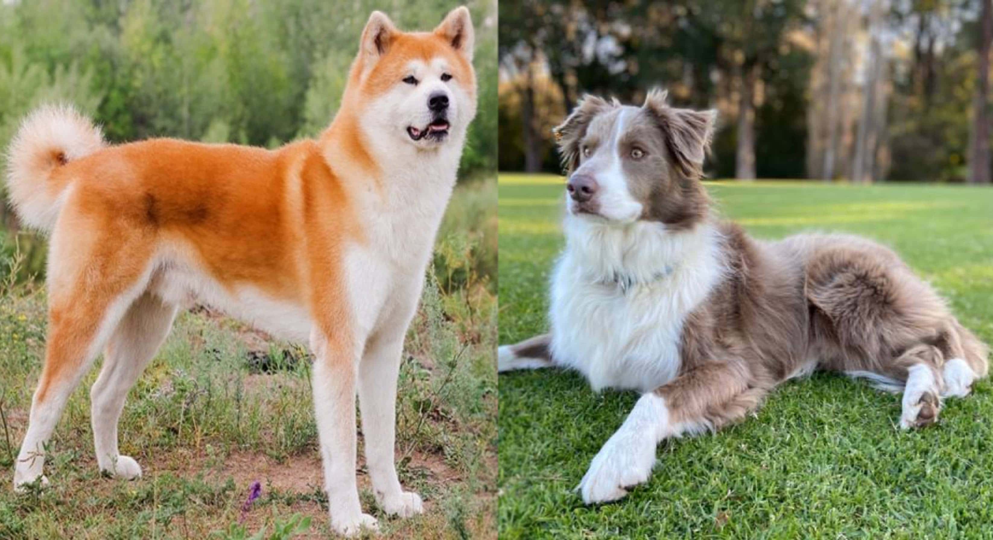 Akita Collie Mix: Info, Pictures, Care, Temperament & Traits