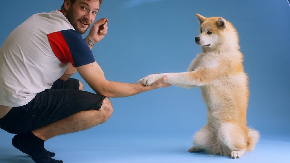 How to Train an Akita: 9 Vet-Approved Tips