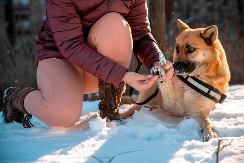 Can You Put Vaseline on Dog Paws? Vet-Approved Facts