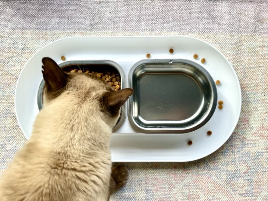 What Is a Novel Protein Diet? Our Vet Explains