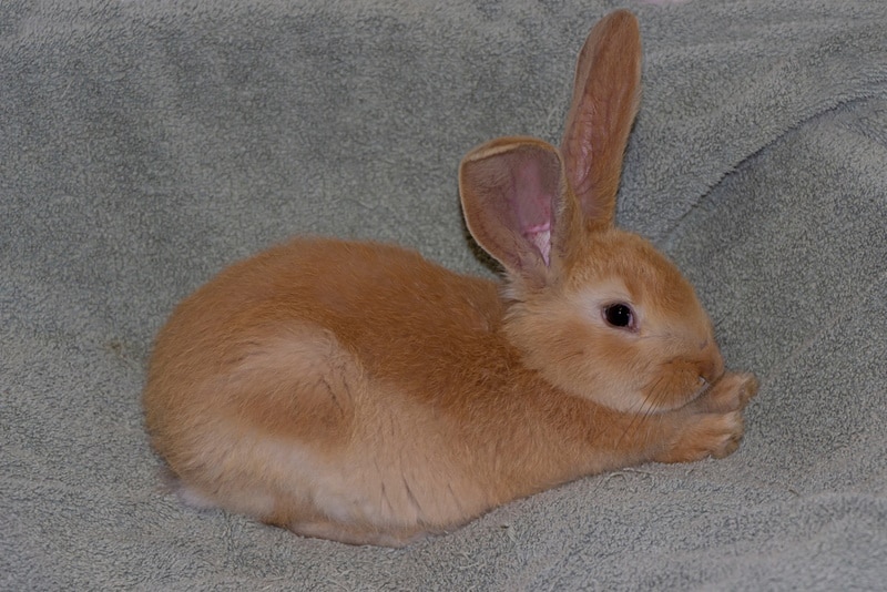 British Giant Rabbit: Info, Care, Diet, Pictures & More