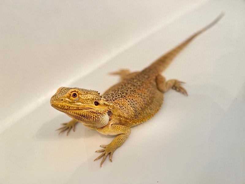 Do Bearded Dragons Pee? Biological Facts & FAQ