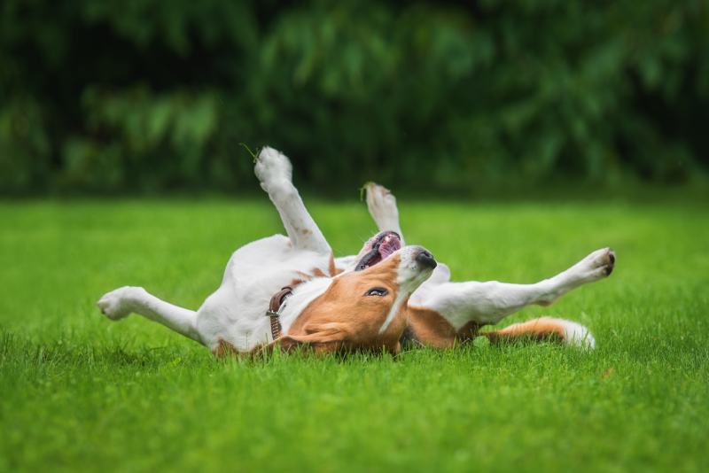 Why Do Dogs Roll Around on Their Backs? 8 Possible Reasons