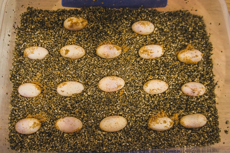 How to Incubate Bearded Dragon Eggs: 7 Vet Approved Tips