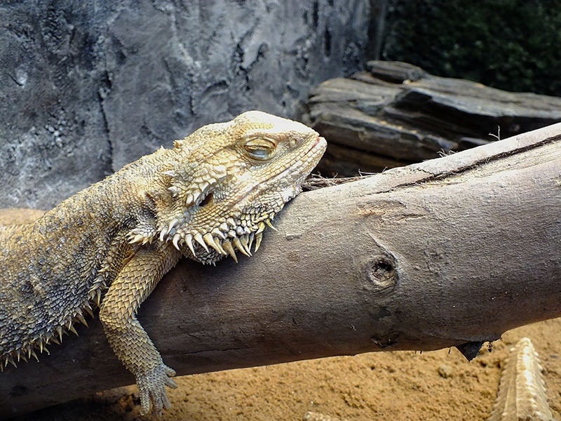 How Does a Bearded Dragon Sleep? Vet-Approved Facts