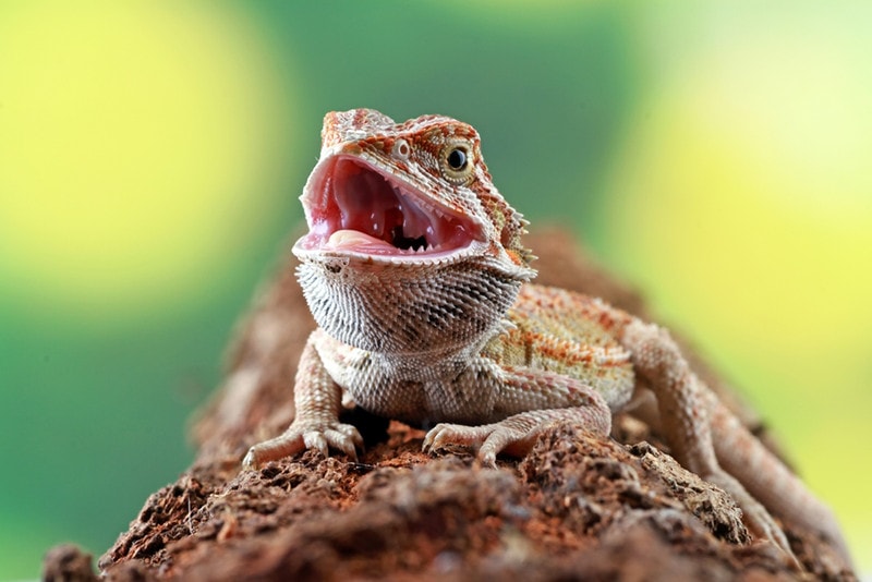 What Do Bearded Dragons Eat as Pets? Vet Reviewed Diet