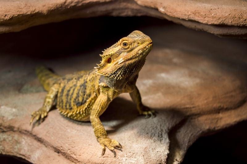 What Type of Lights Do Bearded Dragons Need? Vet Reviewed Facts & FAQ