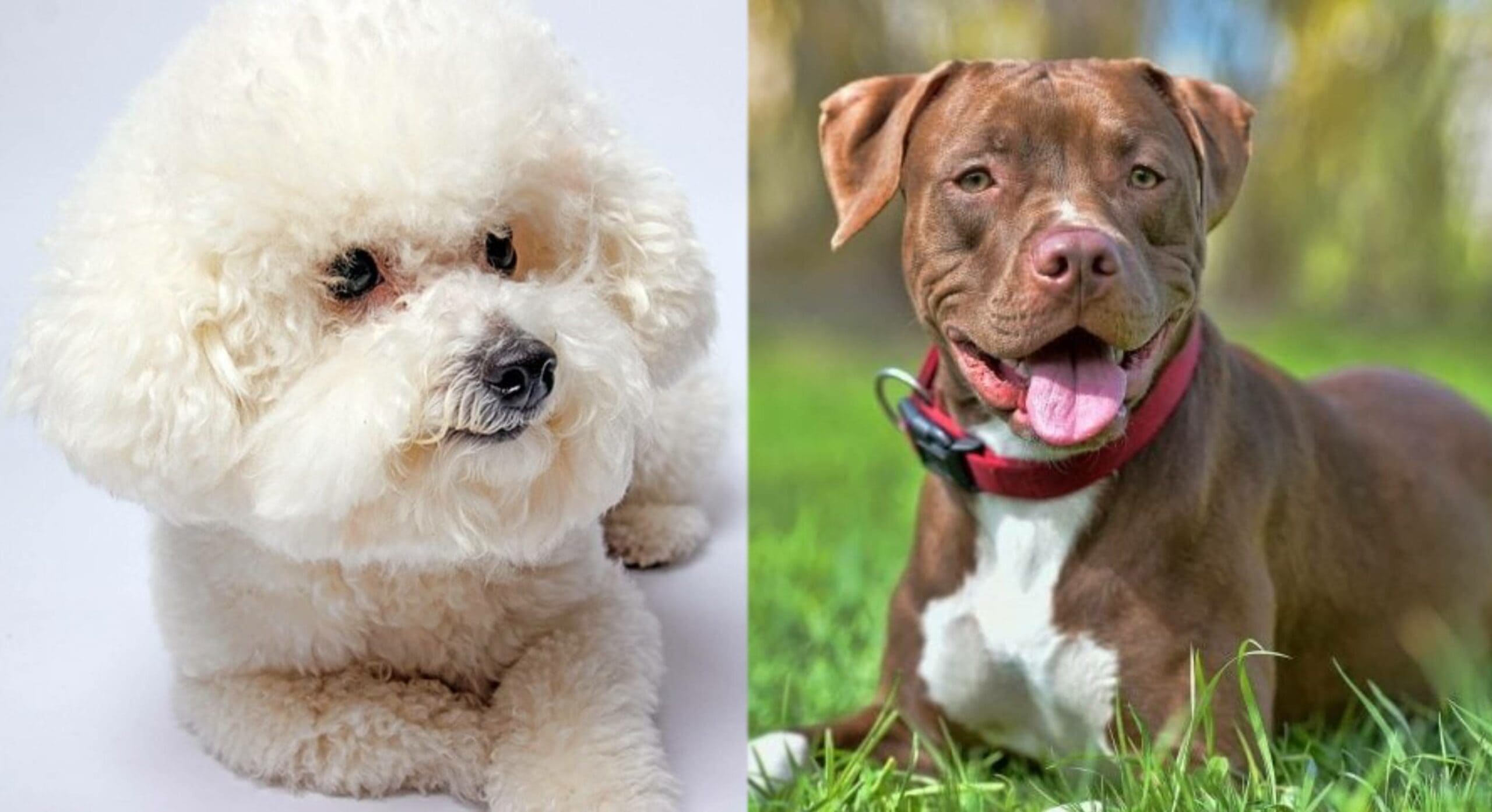 Bichon Pitbull Mix: Info, Pictures, Care Guide, Temperament & Traits