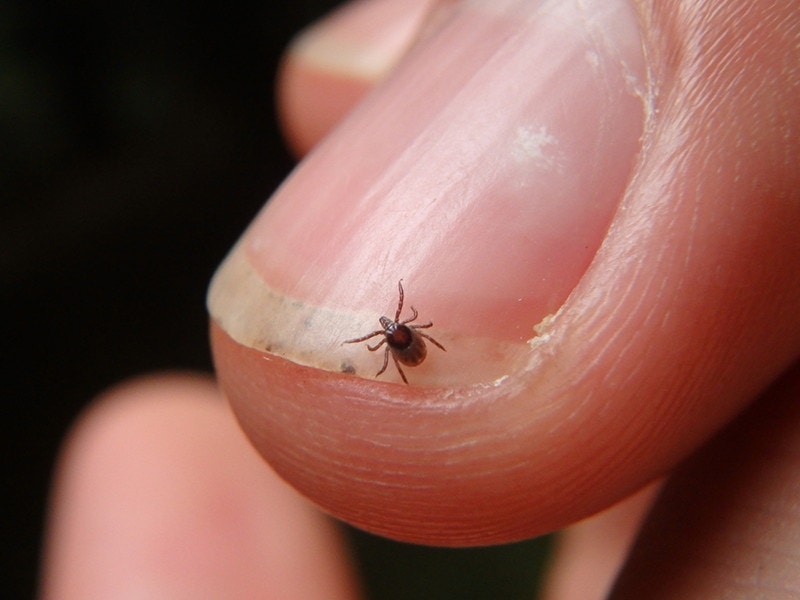 Can Bird Mites Live on Dogs? Vet-Verified Facts & Tips