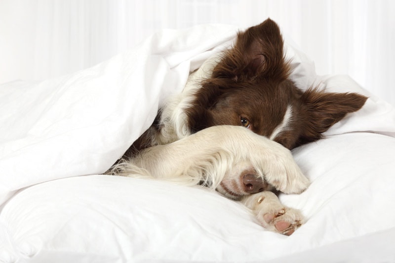 Do Dogs Get Embarrassed? Canine Emotions Explained