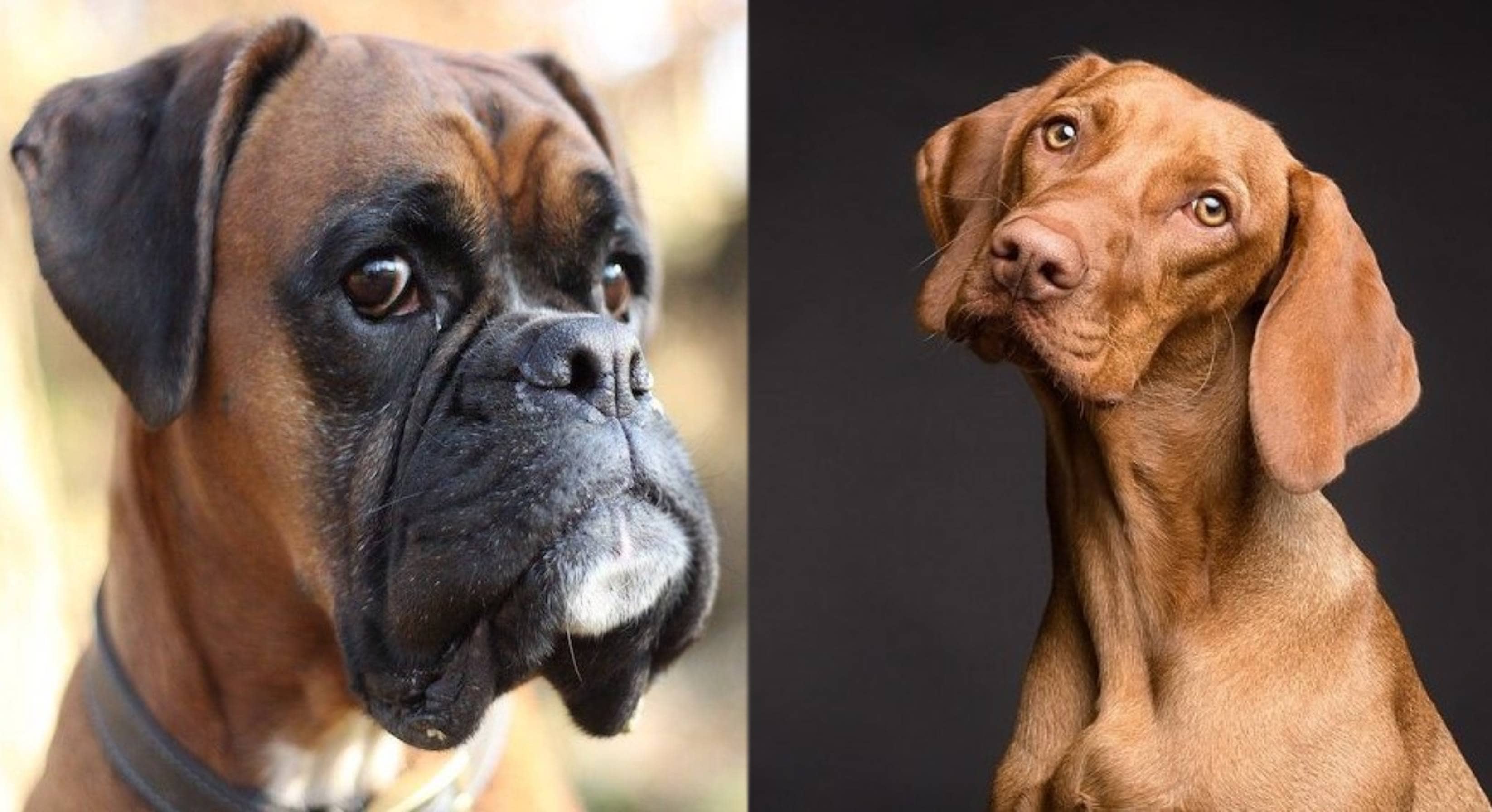 Boxer Vizsla Mix: Info, Pictures, Care Guide, Temperament & Traits