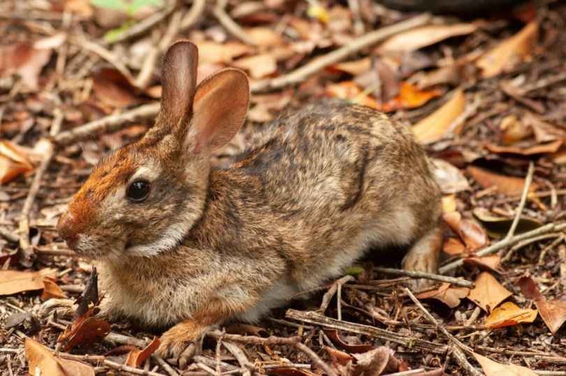Brazilian Rabbit: Facts, Care, Diet, Pictures & More