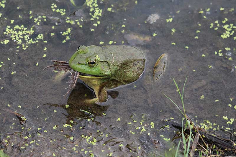 What to Feed Frogs: 8 Vet-Approved Food Ideas