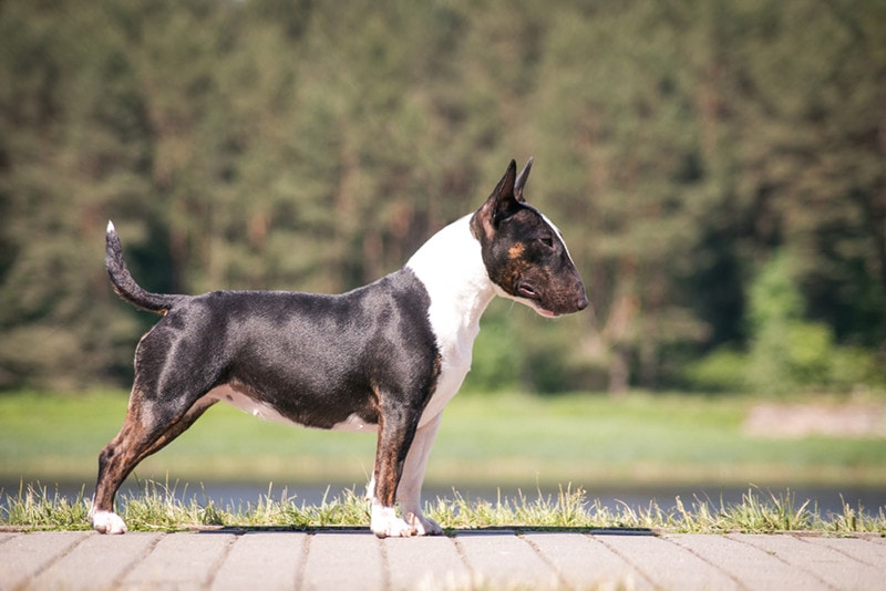 Bull terrier show dog posing. Mini bullterrier