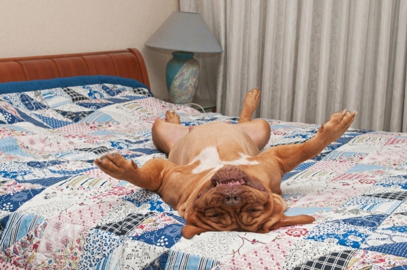 Why Do Dogs Sleep on Their Backs? 4 Vet-Verified Reasons & Alternative Positions