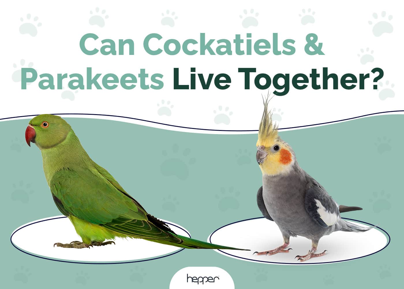 Can a Cockatiel and a Parakeet Live Together? Facts & FAQ