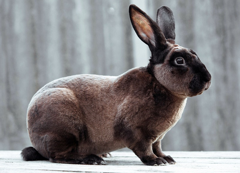 Castor Rex Rabbit: Care, Temperament, Habitat & Traits (With Pictures)