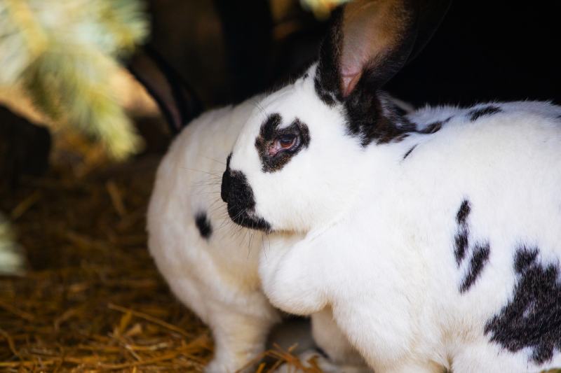 17 Black and White Rabbit Breeds (With Info & Pictures)