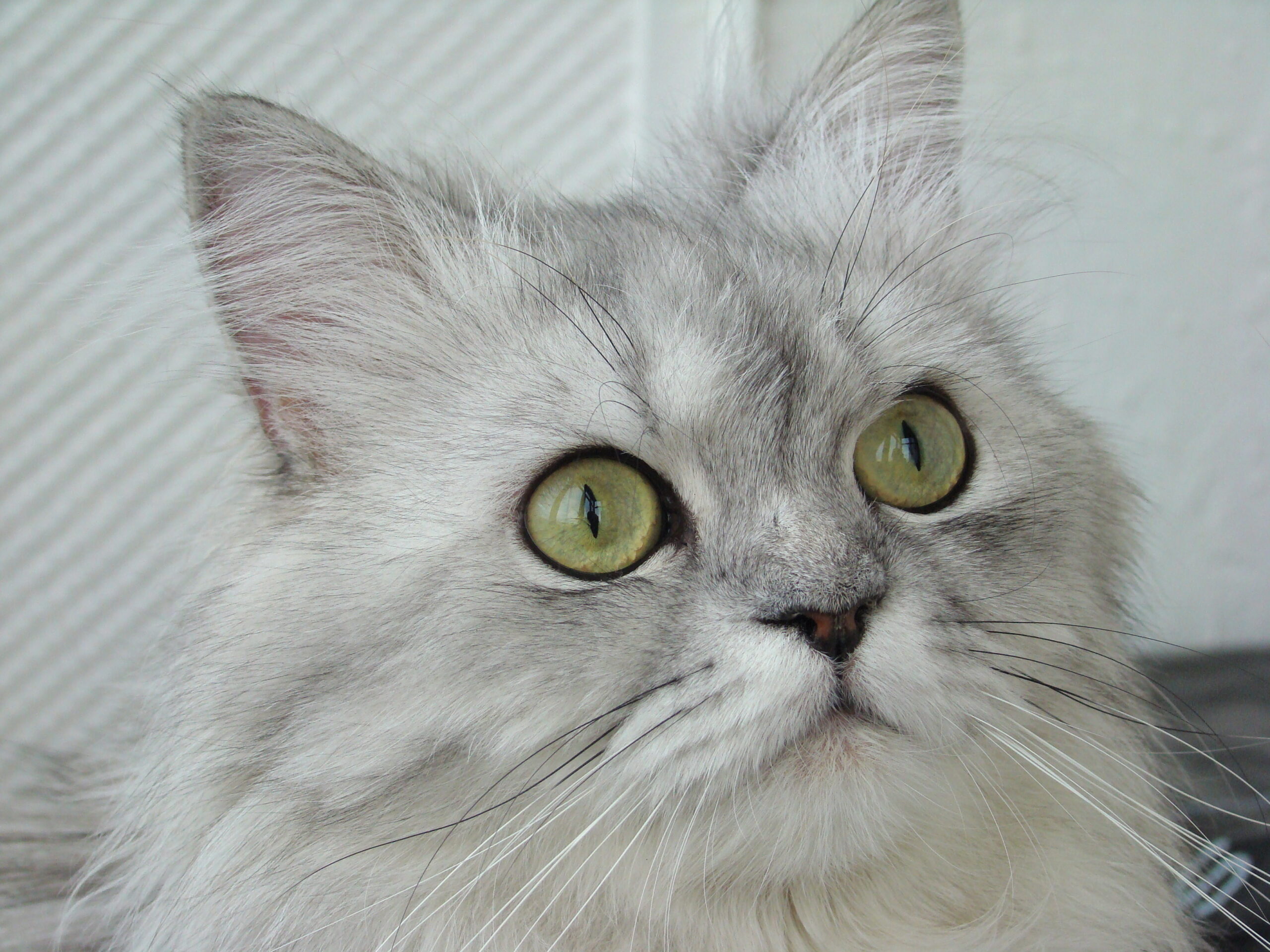 Chinchilla Persian Cat