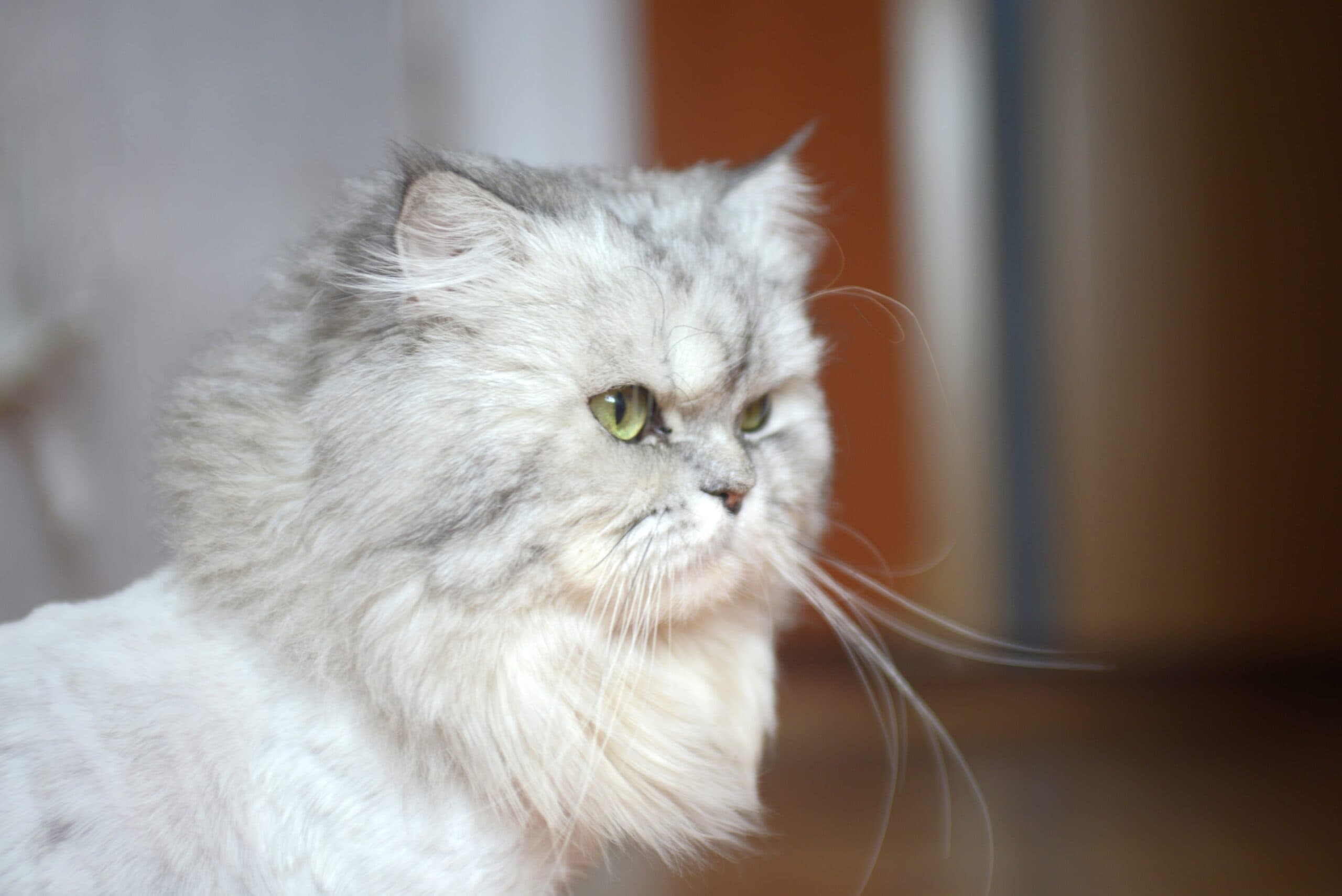 Cat Stopped Grooming: 5 Possible Reasons (Vet Reviewed)