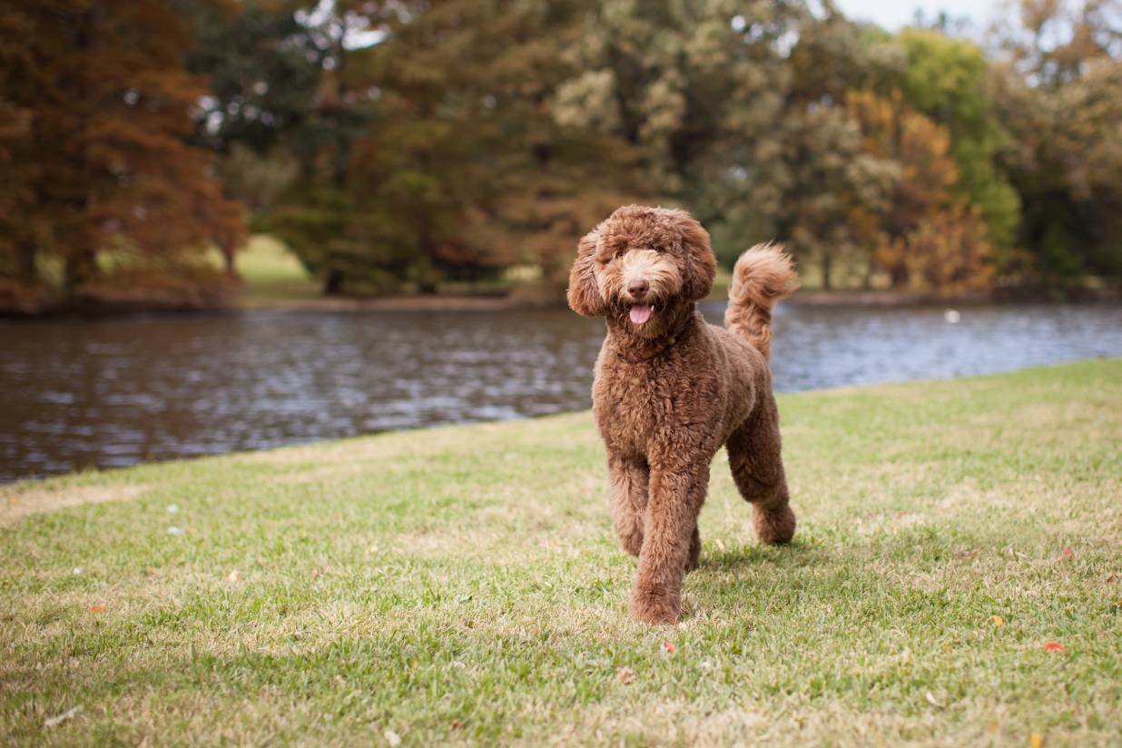 When Do Goldendoodles Go Into Heat? Vet-Reviewed Facts