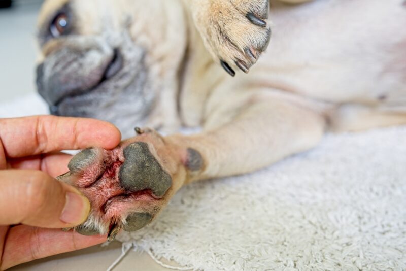 Fungal Infections in Dogs: Causes, Signs & Treatment (Vet Answer)