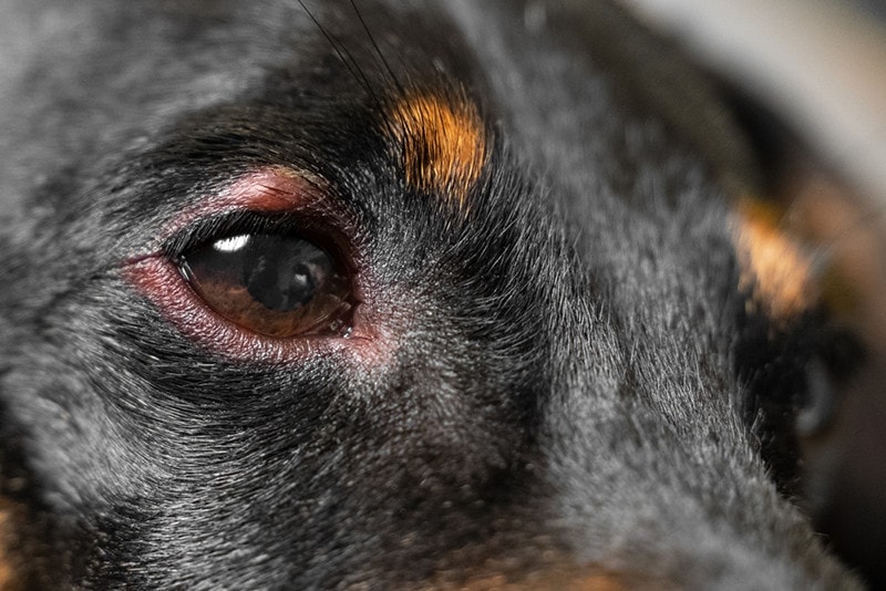 Is Dog Conjunctivitis an Emergency? Vet-Reviewed Facts & FAQ