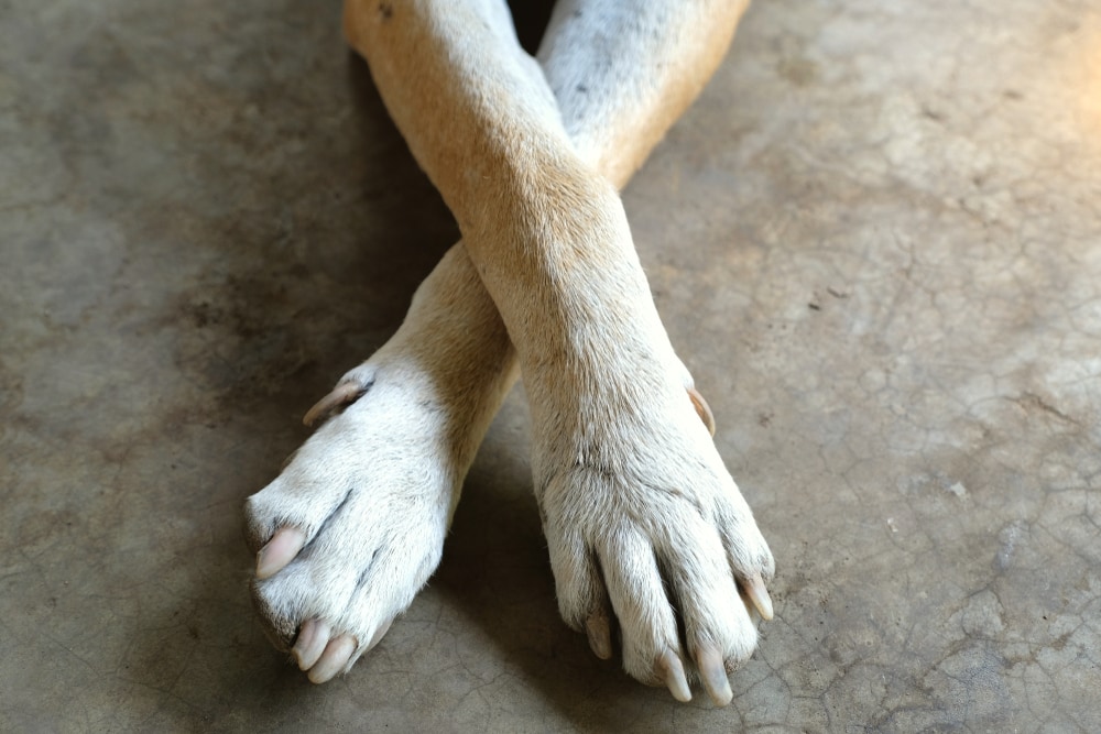 20 Dog Breeds With Dewclaws (Info & Pictures)