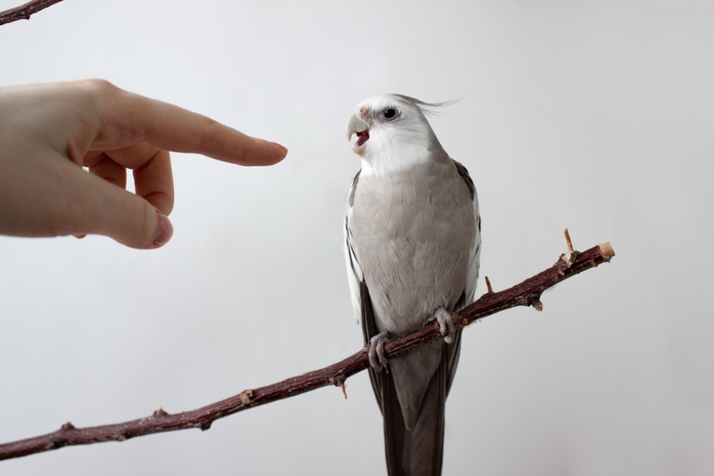 Do Cockatiels Bite? Vet-Reviewed Reasons & Tips to Stop It