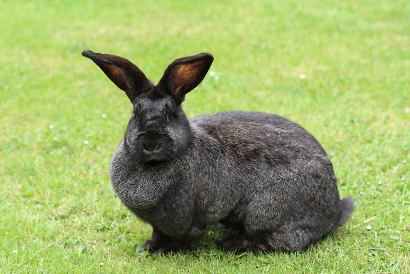 Continental Giant Rabbit: Info, Care, Diet, Pictures & More