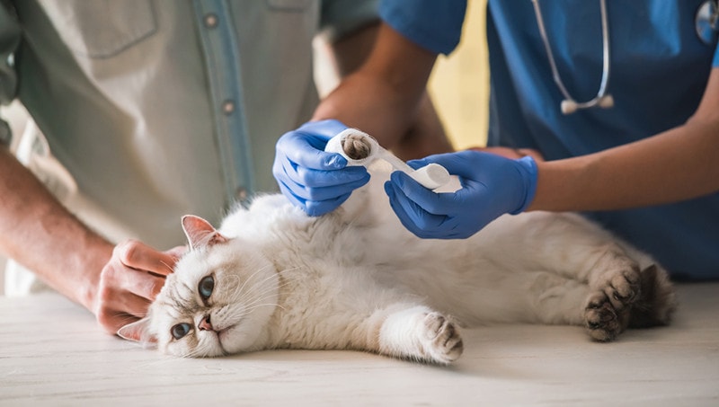 How to Clean a Cat Wound: 5 Vet-Approved Steps